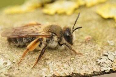 Gri gagalı maden arısı Andrena Tibialis 'in tipik kırmızı arka bacağıyla renkli dişisinin detaylı görüntüsü.