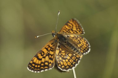Açık kanatlı, renkli bir Akdeniz Glanville Fritillary, Melitaea Cinxia 'ya yakın plan.