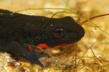 Suda yaşayan, ateş göbekli bir Çin semenderi olan Cynops orientalis 'in detaylı görüntüsü.