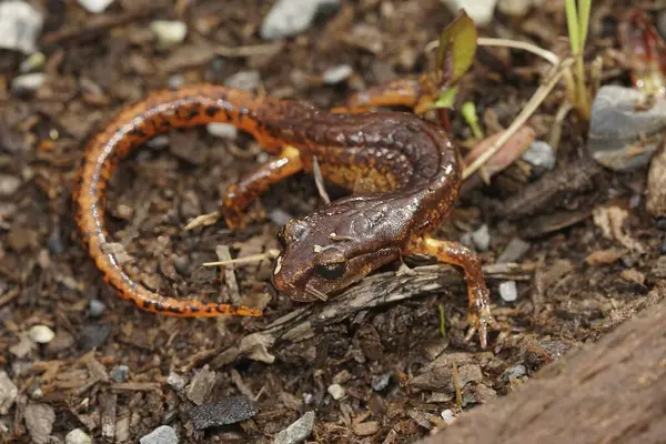 Natürliche Nahaufnahme Einem Männchen Der Nordkalifornischen Ensatina Escholtzii Picta Salamander — Stockfoto