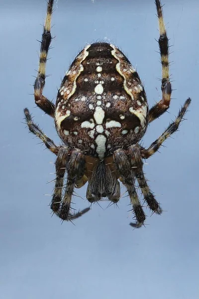 거미에 자연적인 하늘에 대하여 Araneus Diadematus — 스톡 사진