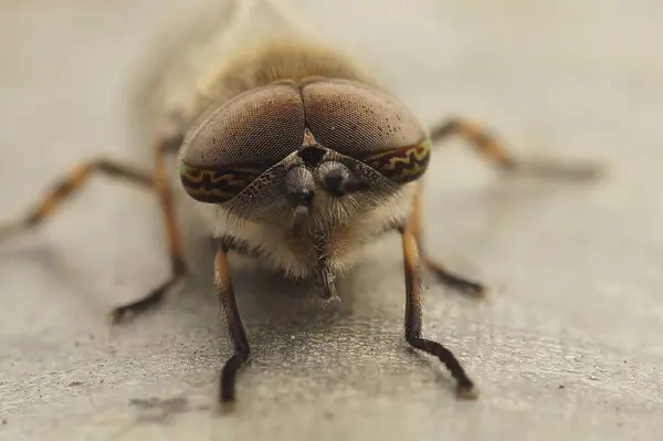Avrupalı Bir Sineğinin Tabanidae Türünün Güzel Gözlerine Detaylı Olarak Bakın — Stok fotoğraf