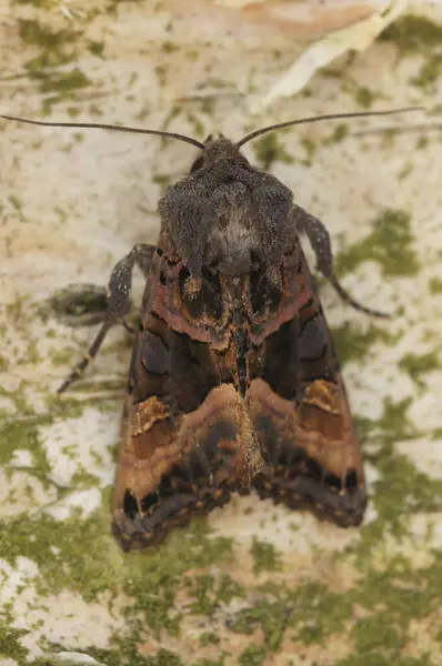 Natural Closeup Small Angle Shades Moth Euplexia Lucipara Sitting Wood — Stock Photo, Image