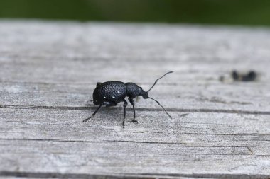 Otiorhynchus mücevheri tahtanın üzerinde oturan küçük kara buğday böceğinin detaylı görüntüsü.