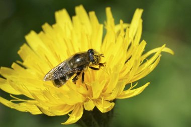 Doğal olarak bir Merodon Cinereus 'a yakın plan, Crocus' ta bir parazit, sarı bir Hawkweed çiçeğinin içinde oturuyor.