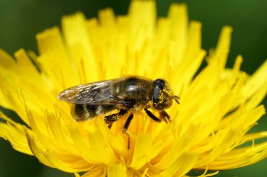 Doğal olarak bir Merodon Cinereus 'a yakın plan, Crocus' ta bir parazit, sarı bir Hawkweed çiçeğinin içinde oturuyor.