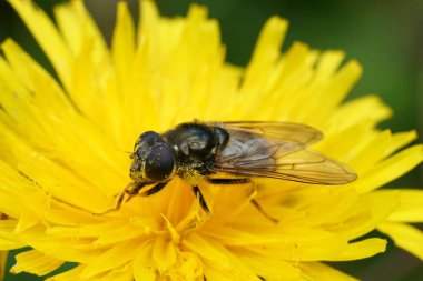 Cheilosia kanikularis hoverfly 'a yakın plan çekimleri Avusturya' daki bir çayırdaki sarı bir Hawkweed çiçeğinin poleniyle kaplandı.