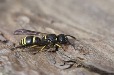 Sarı ve siyah bir çömlekçi kadın olan Ancistrocerus 'a yakın plan çekilmiş.