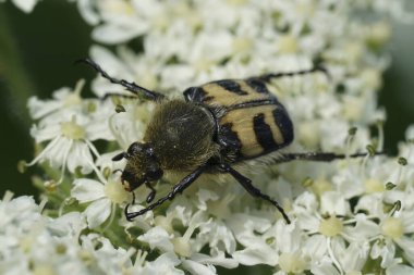 Avrasya Arı Böceği, Trichius fasciatus 'un beyaz Herakleum çiçeği üzerindeki doğal yakınlaşması