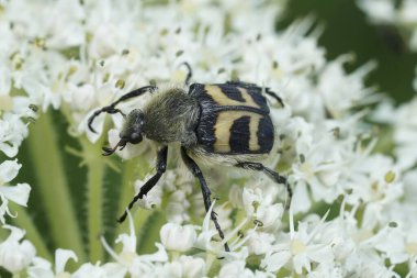 Avrasya Arı Böceği, Trichius fasciatus 'un beyaz Herakleum çiçeği üzerindeki doğal yakınlaşması