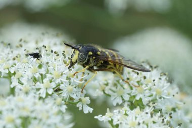 Dişi bir eşekarısı mimikli hoverhorn hoverfly, Chrysotoxum fasciolatum Avusturya Alplerinde beyaz bir Hogweed 'e doğal olarak yakın çekim