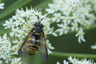 Dişi bir eşekarısı mimikli hoverhorn hoverfly, Chrysotoxum fasciolatum Avusturya Alplerinde beyaz bir Hogweed 'e doğal olarak yakın çekim