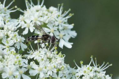 Avusturya Alpleri 'ndeki beyaz bir çiçekte nadir görülen, karanlık eyerli Leucozona laternaria uçan sineğine yakın plan.