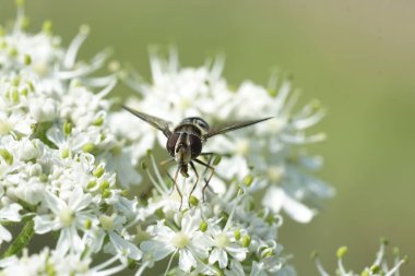Avusturya Alpleri 'ndeki beyaz bir çiçekte nadir görülen, karanlık eyerli Leucozona laternaria uçan sineğine yakın plan.