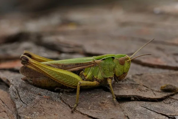 Detailed Close Seup European Common Green Grasshopper Omocestus Viridulus Sitting — стоковое фото