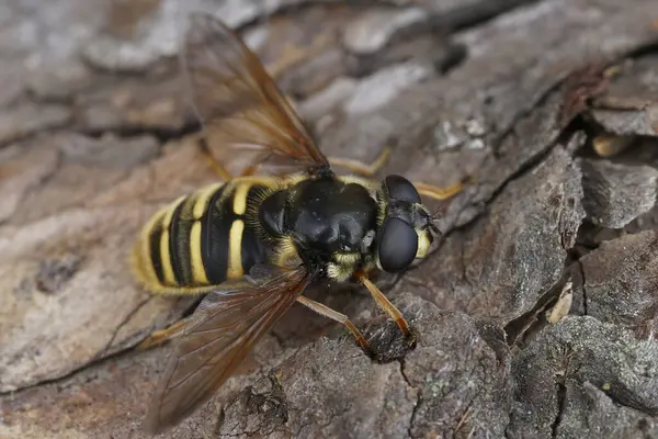 Natural detailed closeup on a Yellow barred Peat hoverfly, Sericomyia silentis sitting on wood