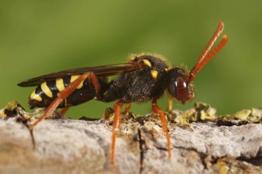 Renkli kırmızı dişi turuncu boynuzlu göçebe guguk kuşunun doğal yakın çekimi, Nomada fulvicornis, tahtada oturuyor.