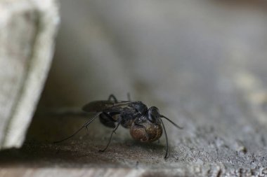 Koyu renkli bir örümcek arısı olan Auplopus Carbonarius 'un avıyla doğal yakın çekimi.