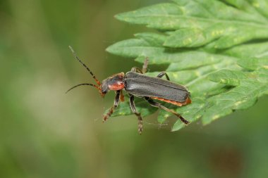 Koyu tenli bir asker böceğin doğal yakın çekimi, yeşil bir yaprağın üzerinde oturan Cantharis fusca