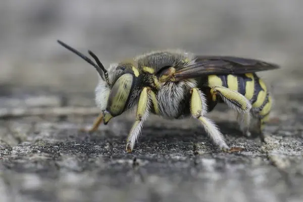 Gard, Fransa 'dan bir Lot' s Woolcarder, Anthidium loti 'ye yakın plan.