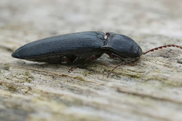 Primer Plano Natural Sobre Escarabajo Pardo Peludo Cliking Athous Haemorrhoidalis — Foto de Stock