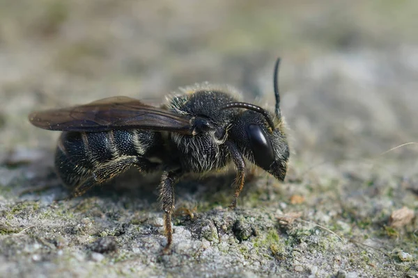 Detaillierte Nahaufnahme Einer Kleptoparasitin Kleine Dunkle Biene Stelis Breviuscula Sitzend — Stockfoto