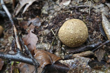 Natural closeup on the common earthball or pigskin poison puffball mushroom, Scleroderma citrinum on the forest floor clipart