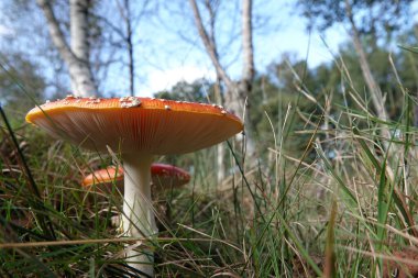 Rengarenk kırmızı ve son derece zehirli olan Amanita Muscaria 'nın doğal alçak açılı görüntüsü.