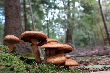Doğuştan gelen kızıl kahverengi kahkaha salonu ya da muhteşem rustgill mantarı Gymnopilus junonius 'un birleşimi.