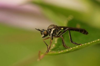 Çizgili bacaklı bir soyguncu sineğinin doğal yakın çekimi, yeşil arka planda Dioctria hyalipennis