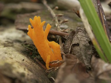 Turuncu rengin doğal yakın çekimi jöle mantarıdır, sarı stagshorn, Calocera viscosa