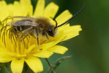 Erkek bir Akdeniz uzun boynuzlu arısına doğal yakın plan, Eucera sarı bir Picris çiçeğine.