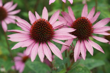 İki güzel pembe doğu mor koni çiçeğine renkli yakın plan, Echinacea purpurea, çiçek açıyor.