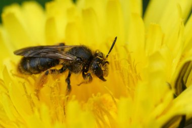 Renkli bir maden arısına doğal olarak yaklaşan Andrena, sarı bir karahindiba çiçeğinin üzerinde oturan küçük düşürür.