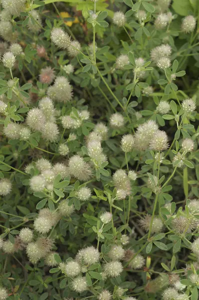 stock image Natural closeup on an aggregation of fluffy the hare's-foot, rabbitfoot clover, Trifolium arvense