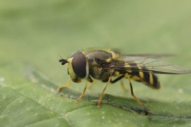 Avrupa çizgili uçan kanat sineği Dasysyrphus albostriatus 'un yeşil bir yaprağın üzerinde otururken çekilmiş doğal yakın plan görüntüleri.