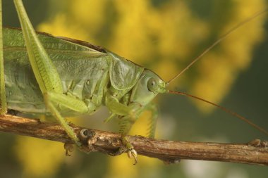 Büyük yeşil çalı-cırcır böceği, Tettigonia viridissima 'nın renkli arkaplanına ayrıntılı olarak yakın plan.