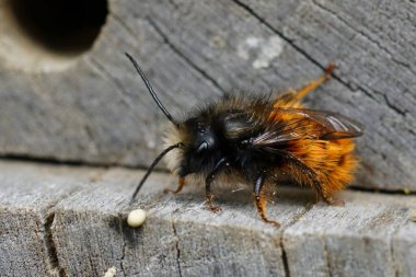 Arı otelindeki renkli, Avrupalı, boynuzlu erkek, Osmia Cornuta 'nın doğal yakın çekimi.