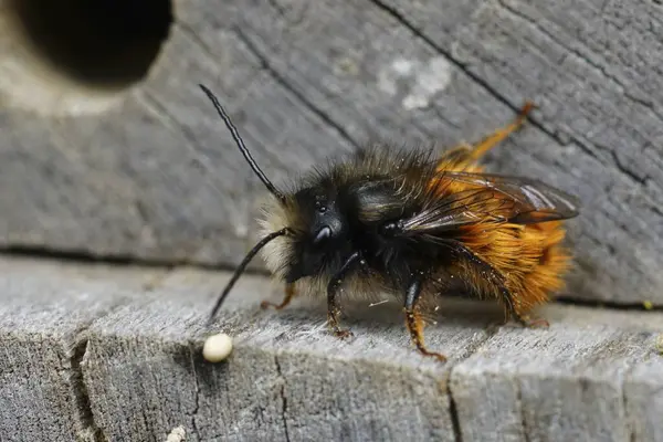 Arı otelindeki renkli, Avrupalı, boynuzlu erkek, Osmia Cornuta 'nın doğal yakın çekimi.