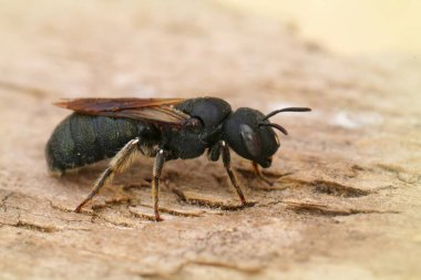 Oldukça büyük bir Akdeniz küçük marangoz arısı olan Ceratina chalcites 'e yakın plan.