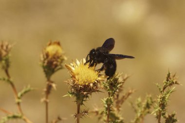 Tamamen siyah, büyük, menekşe marangoz arı Xylocopa ihlali