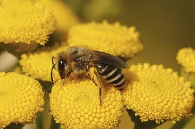 Natural closeup on a Davies' Cellophan bee, Colletes daviesanus , sitting on a yellow Tansy, Tanacetum vulgare, flower in the garden