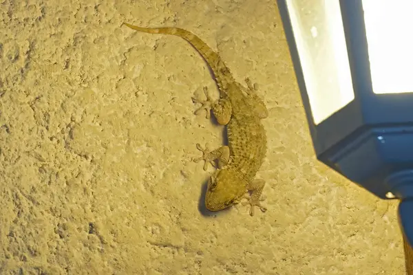 Akdeniz ortak duvar kertenkelesi Tarentola Mauritanica 'nın akşam lambasının ışığında yiyecek yakalaması