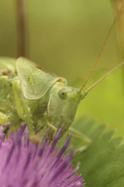 Büyük yeşil çalılık cırcırböceği Tettigonia viridissima 'nın doğal dikey yüz görüntüsü.