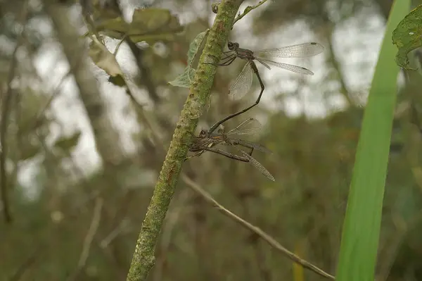 Detailed closeup on a copulating couple Green Emerald Damselfly, Chalcolestes viridis while deposing eggs in a twig