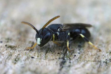 Nadir ve nesli tükenmekte olan delikli spatulat maskeli arı Hylaeus punctatus 'un Belçika' da bulunan bir erkeği hakkında detaylı bilgi.