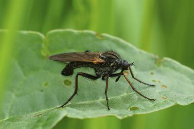 Avrupa 'da asılı duran bir sineğin detaylı görüntüsü, yaprağın üzerinde oturan Empis Tessellata.