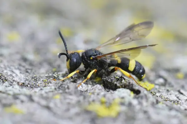 Detailed closeup on an Ornate Tailed Digger Wasp , Cerceris rybyensis, on stone, macro view