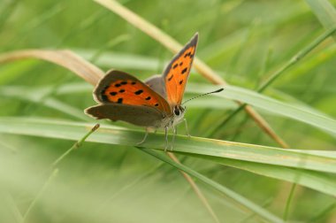 Çayırdaki küçük, renkli, Avrupa 'daki yaygın bakır kelebeği Lycaena phlaeas' ın detaylı görüntüsü