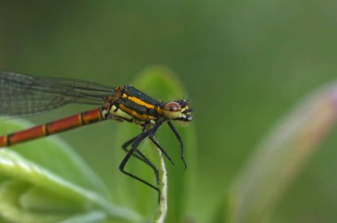 Yeşil bulanık bir arka planda, büyük kırmızı bir kızböceği, Pyrhosoma nymphula, doğal renkli yakın plan